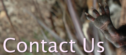 banner: Contact Us