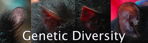 banner: Genetic Diversity