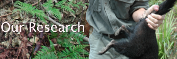 banner: Our Research